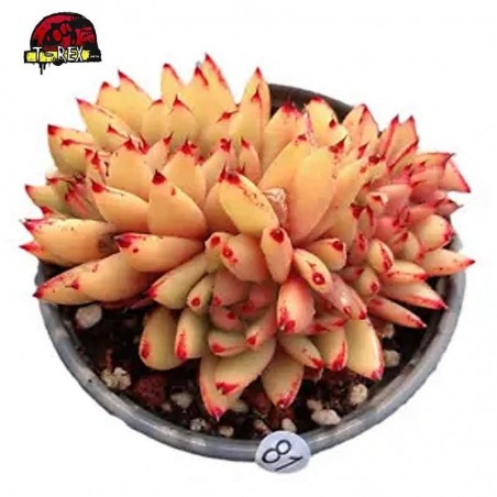 mudas de suculenta rara