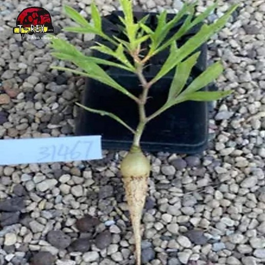 comprar suculenta raridade