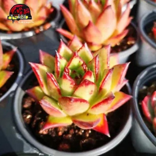 comprar muda de suculenta