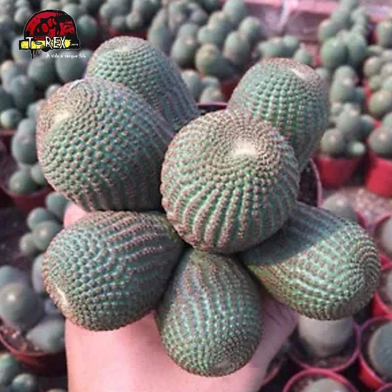 comprar muda de suculenta