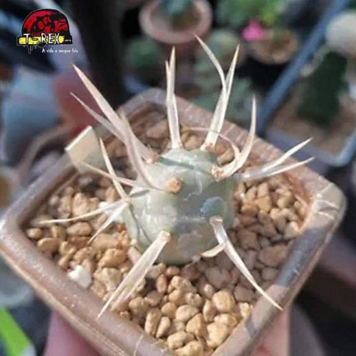 comprar suculenta rara