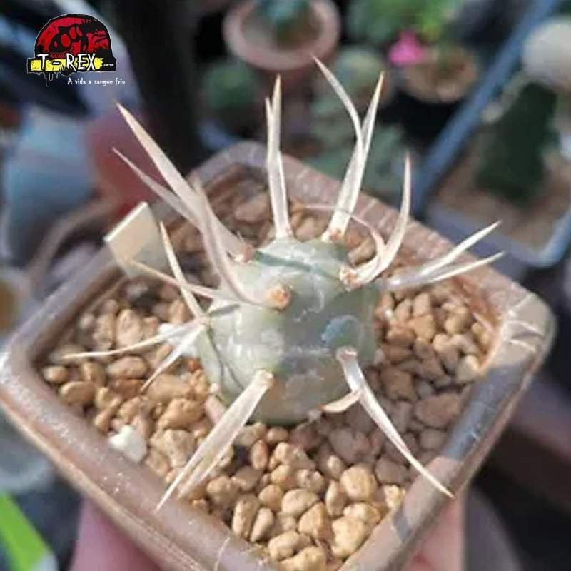 comprar suculenta rara