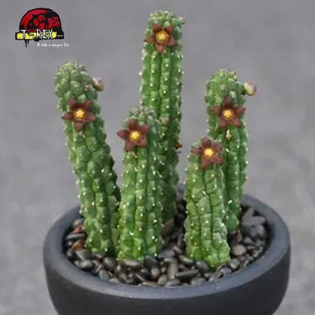 comprar muda de suculenta