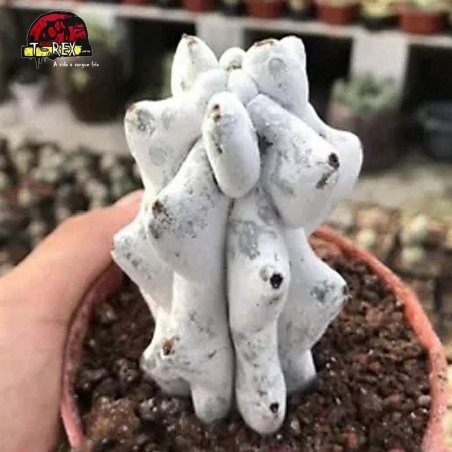 comprar suculenta raridade