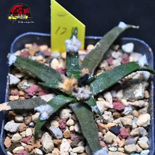 comprar suculenta rara