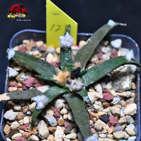 comprar suculenta rara