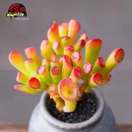 mudinhas de suculenta