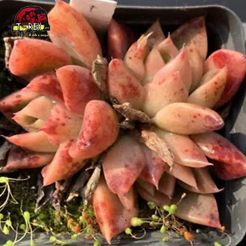 comprar suculenta rara