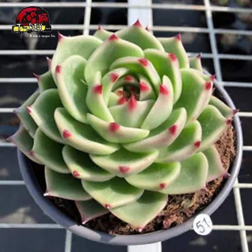 comprar suculenta rara em sao paulo