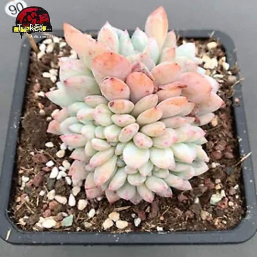 comprar suculenta rara