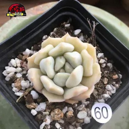 mudas de suculenta raridade