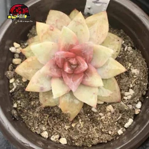 mudinhas de suculenta rara