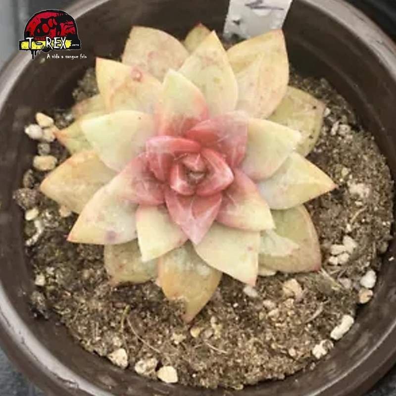 mudinhas de suculenta rara