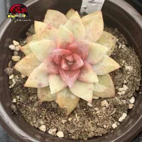 mudinhas de suculenta rara