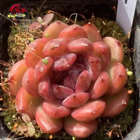 muda de suculenta rara para comprar