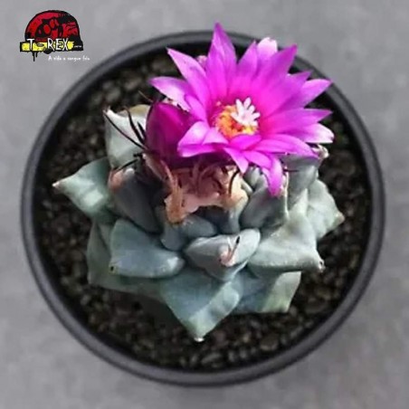 suculenta rara em sao paulo