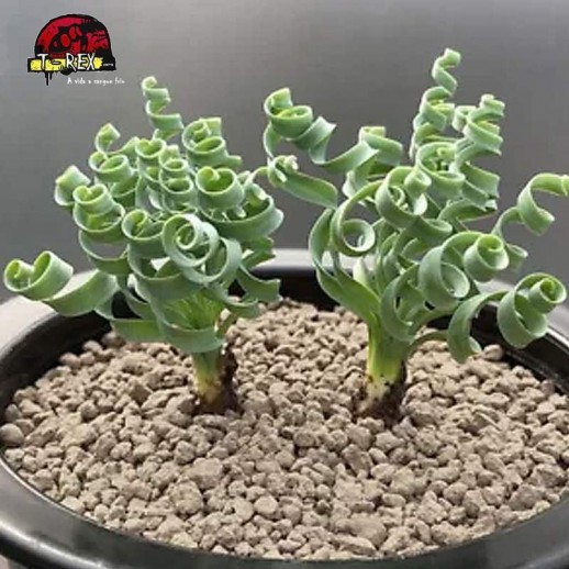 comprar suculenta rara