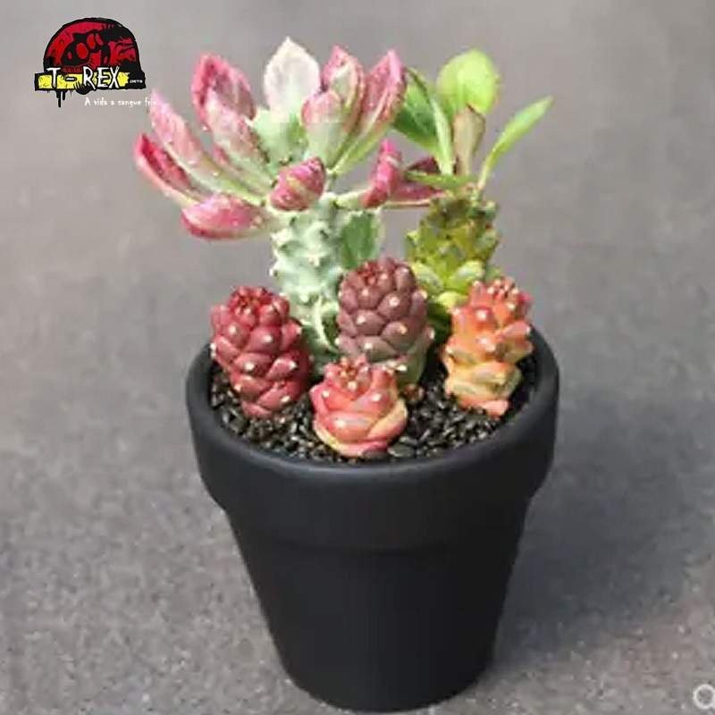 mudas de suculenta rara no brasil