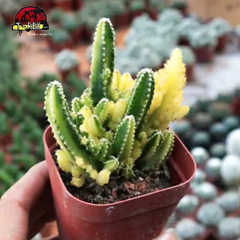 mudas de cacto para venda Castelo De Fadas