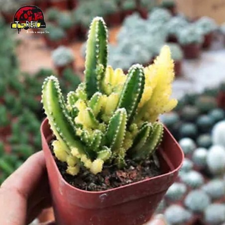 mudas de cacto para venda Castelo De Fadas