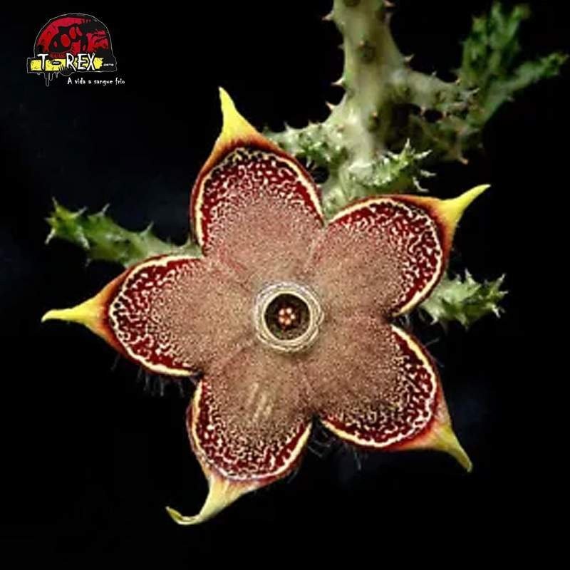 muda de cacto raro no brasil