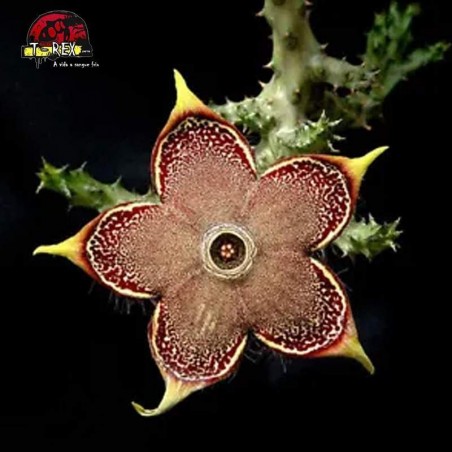 muda de cacto raro no brasil