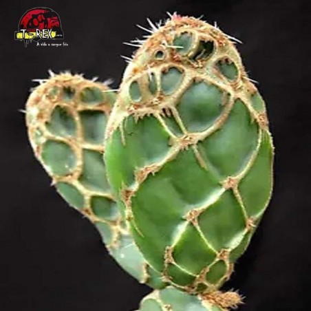 muda de cacto para venda