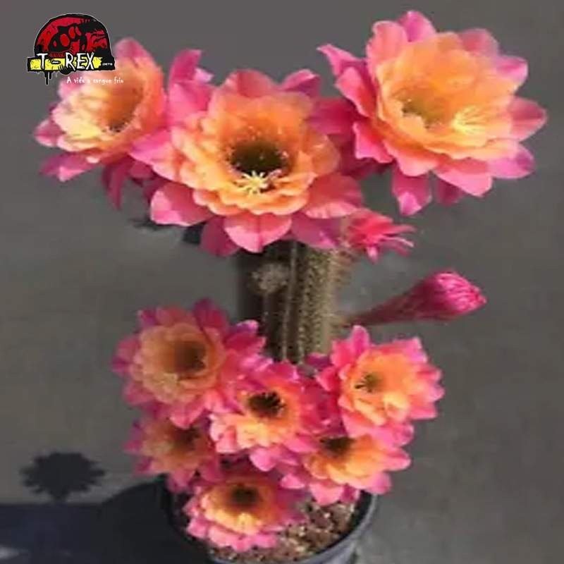 comprar cacto com flores