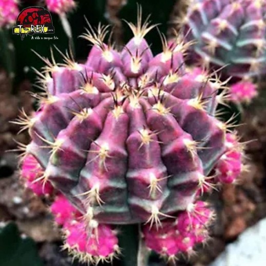 comprar suculenta rara