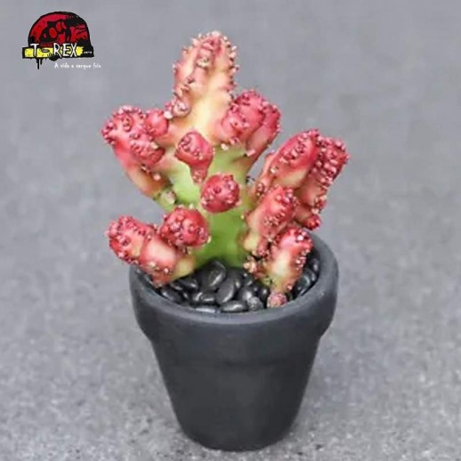 muda de suculenta rara