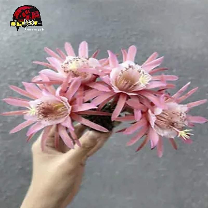 mudas de suculenta borzicactus