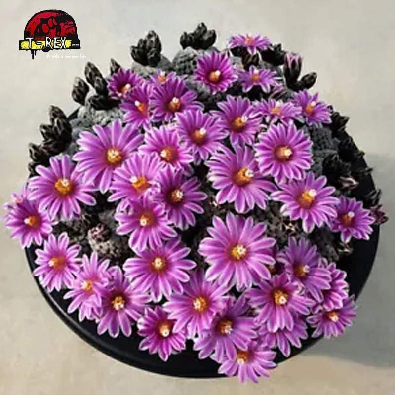 comprar mudas de cacto raro