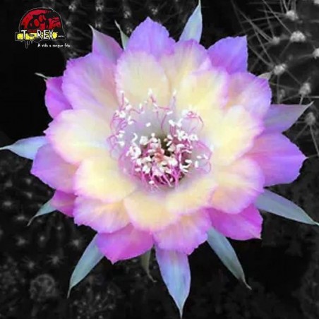 venda de cactos raro no brasil