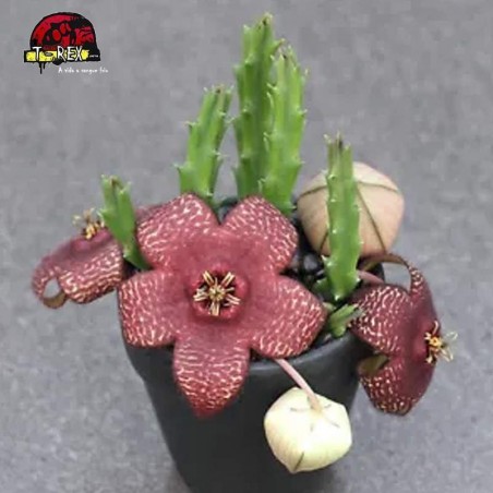 comprar mudas de cactos no brasil