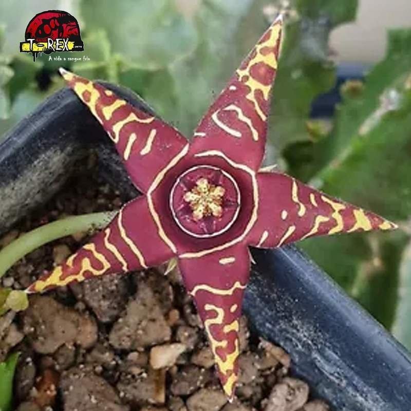 comprar suculenta rara no brasil