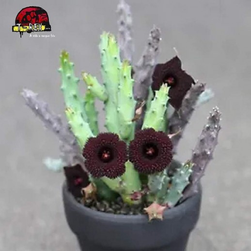 mudas de suculenta raro