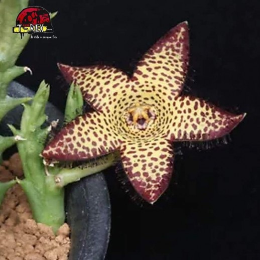 muda rara de suculenta no brasil