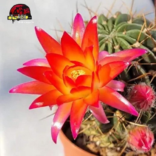 mudas de suculenta a venda no brasil