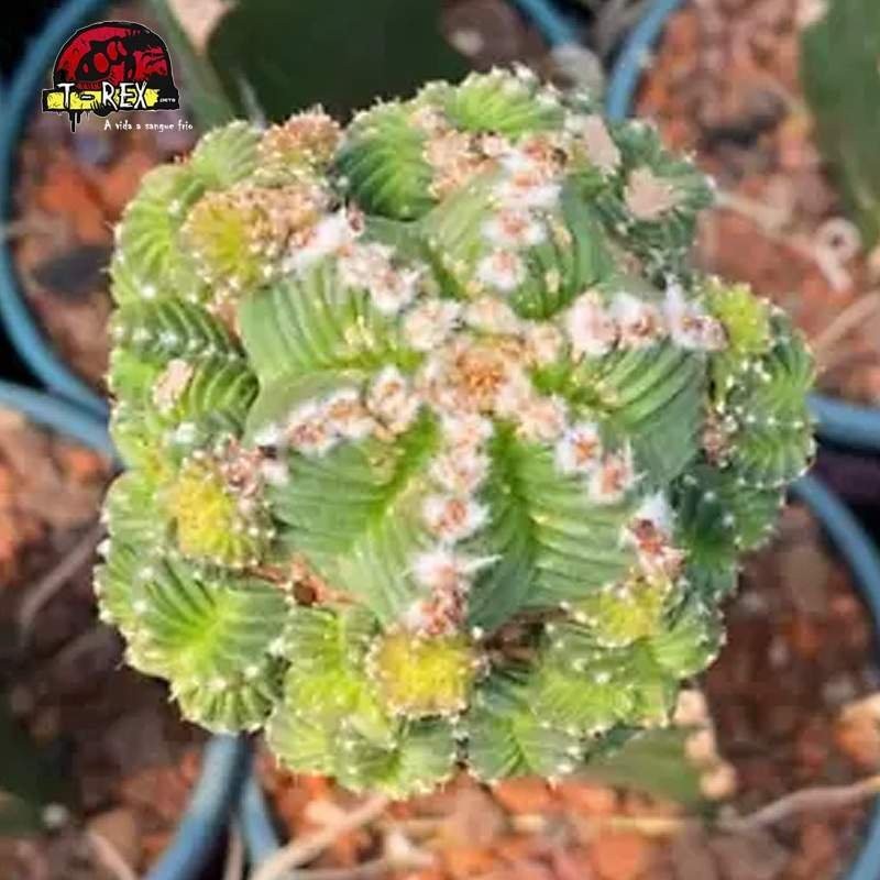 mudas de cacto raro no brasil