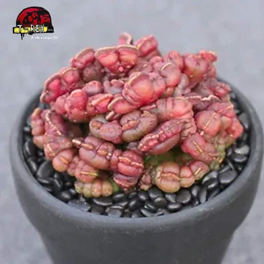 mudas de suculenta raridade