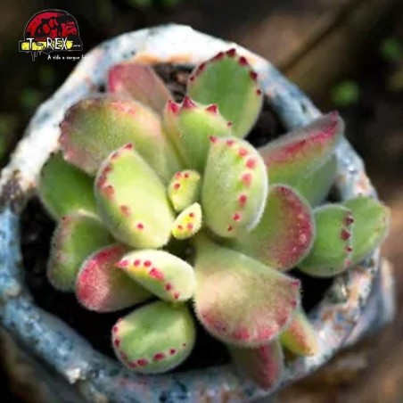 comprar suculenta rara no brasil