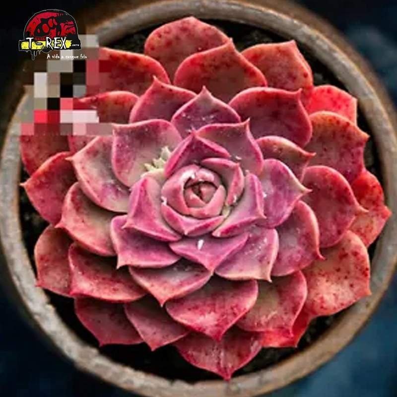 suculenta rara para venda