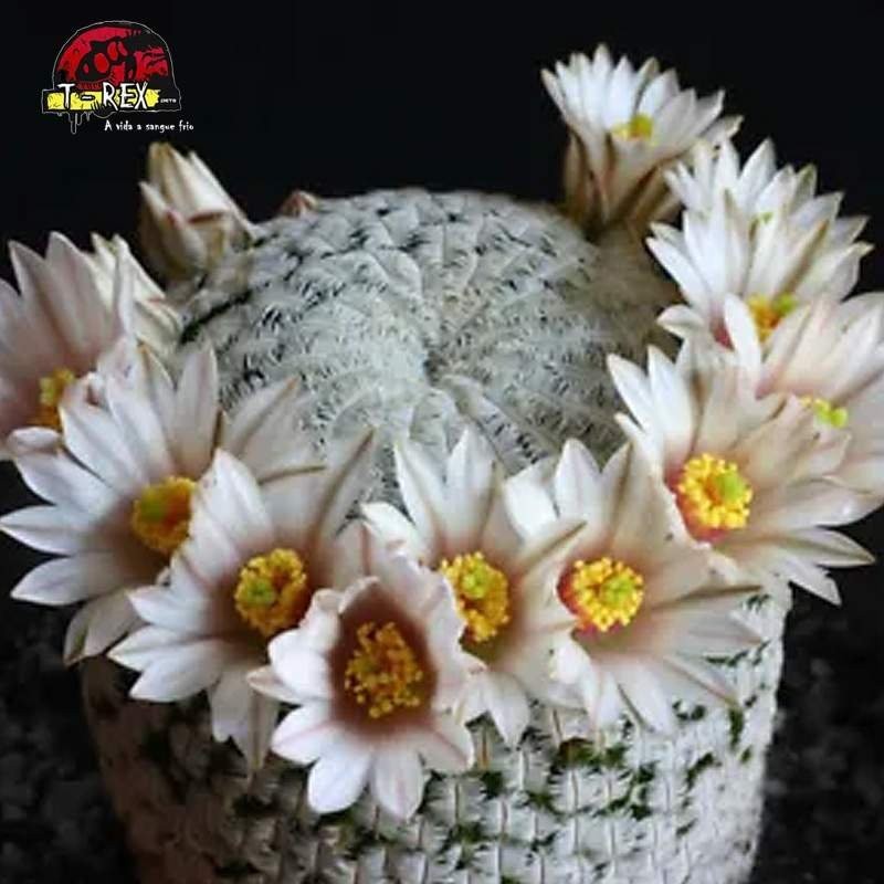 venda de cacto no brasil