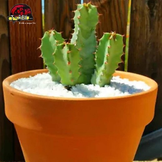 cacto raro no brasil