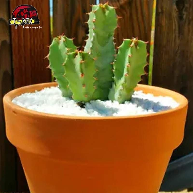 cacto raro no brasil