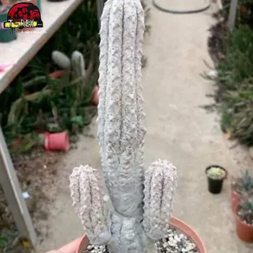 Muda De Cacto Abdelkuri