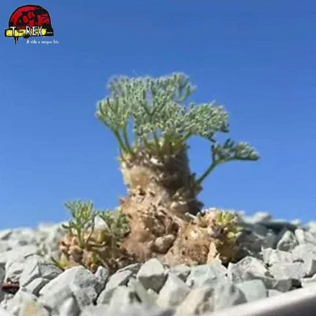 comprar muda de suculenta rara