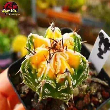 muda de suculenta rara