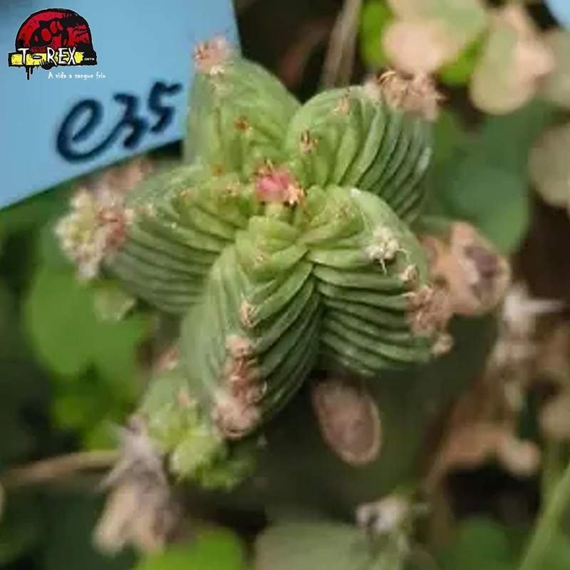 muda de suculenta rara