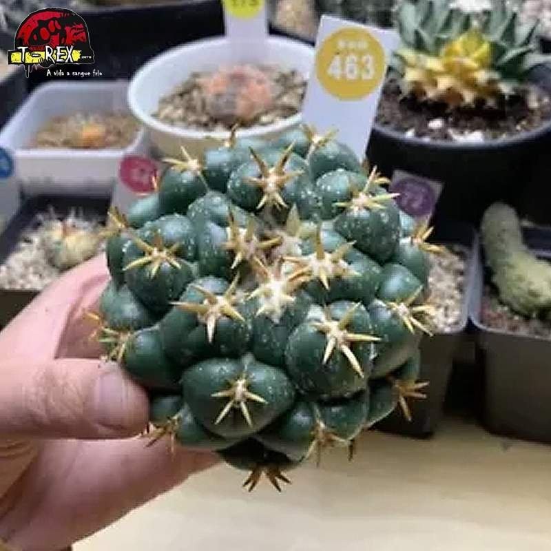 mudas de suculenta rara